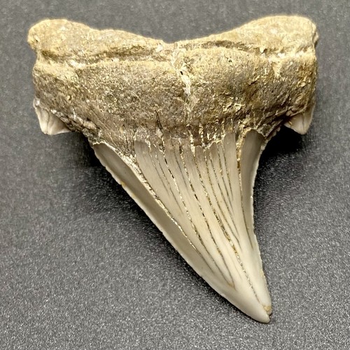 Large and VERY RARE 2.04" Fossil OTODUS OBLIQUUS Shark Tooth