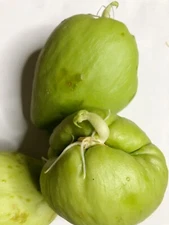 Sprouting Chayote, Choko, Chocho, Vegetable Pear, Mirliton