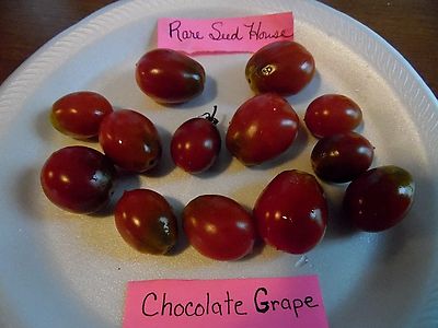 S//H See our store! Great Taste Chocolate GrapeTomato Seeds Comb