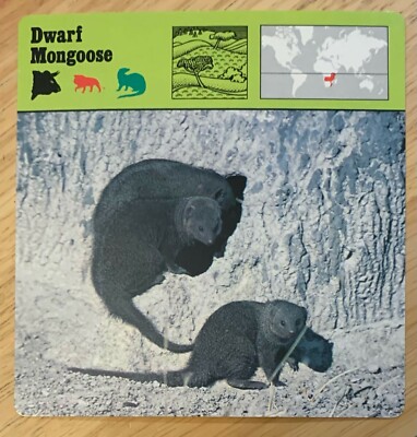 DWARF MONGOOSE, 1977 EDITIONS RECONTRE 3/4