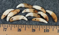 (10) OLD Original Coyote Canine Teeth Indian Ornamental Beads Fur Trade 1700's