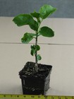 WINTER SOLSTICE Tropical Hibiscus -- Plant in 4.5" pot — photo 2