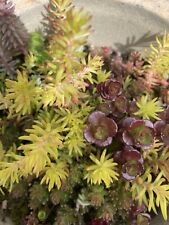 15 X Assorted Succulent Cuttings Sedum Plants Trailing Green Stonecrop