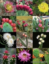 FLORIDA CACTUS MIX, rare cacti exotic flowering desert succulent seed - 50 seeds