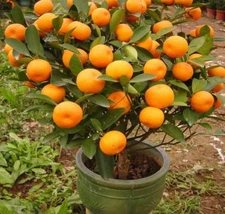 Mandarin Orange Tree Seeds - Citrus reticulata Blanco - Fruit Plant - 10/20/40