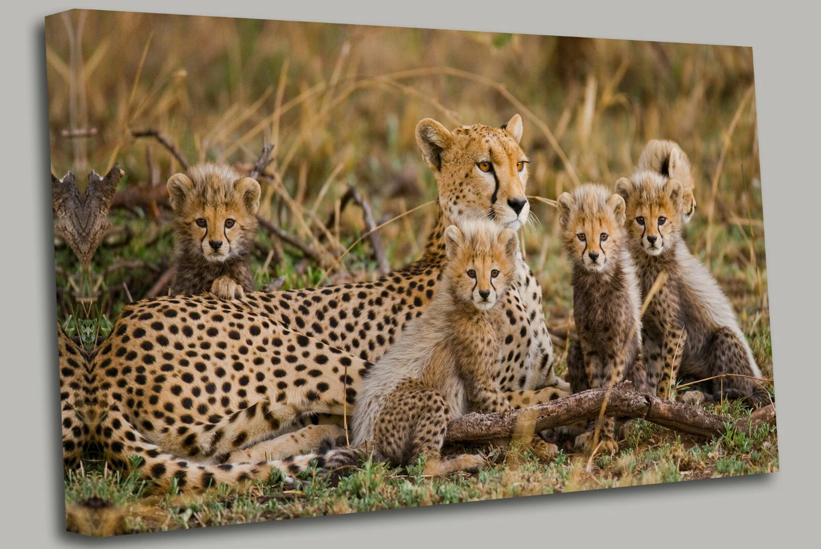 Cheetah Mum and Pups Canvas Wall Art Picture Print