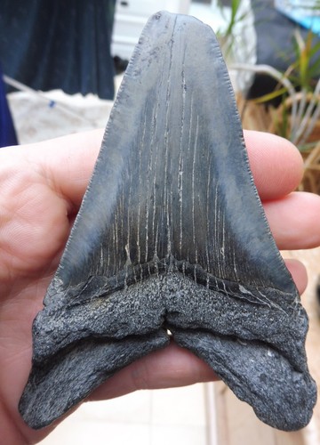 Diente de megalodón (denerraciones débiles) - 4,460 pulgadas (11,32 cm) - Imagen 4 de 10