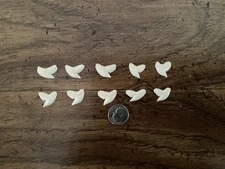 10 Modern day Tiger shark teeth - perfect condition - 5/8"-11/16" size