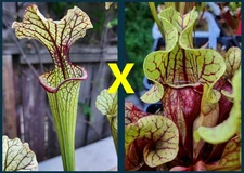 2025 SARRACENIA SEEDS: LEUCO CRONUS HYBRID X PURPUREA TATTNALL [CP SEED]