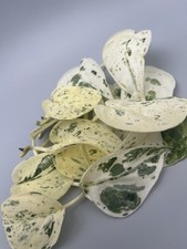 Scindapsus Jade Satin albo variegata Stecklinge mit sehr viel weiß