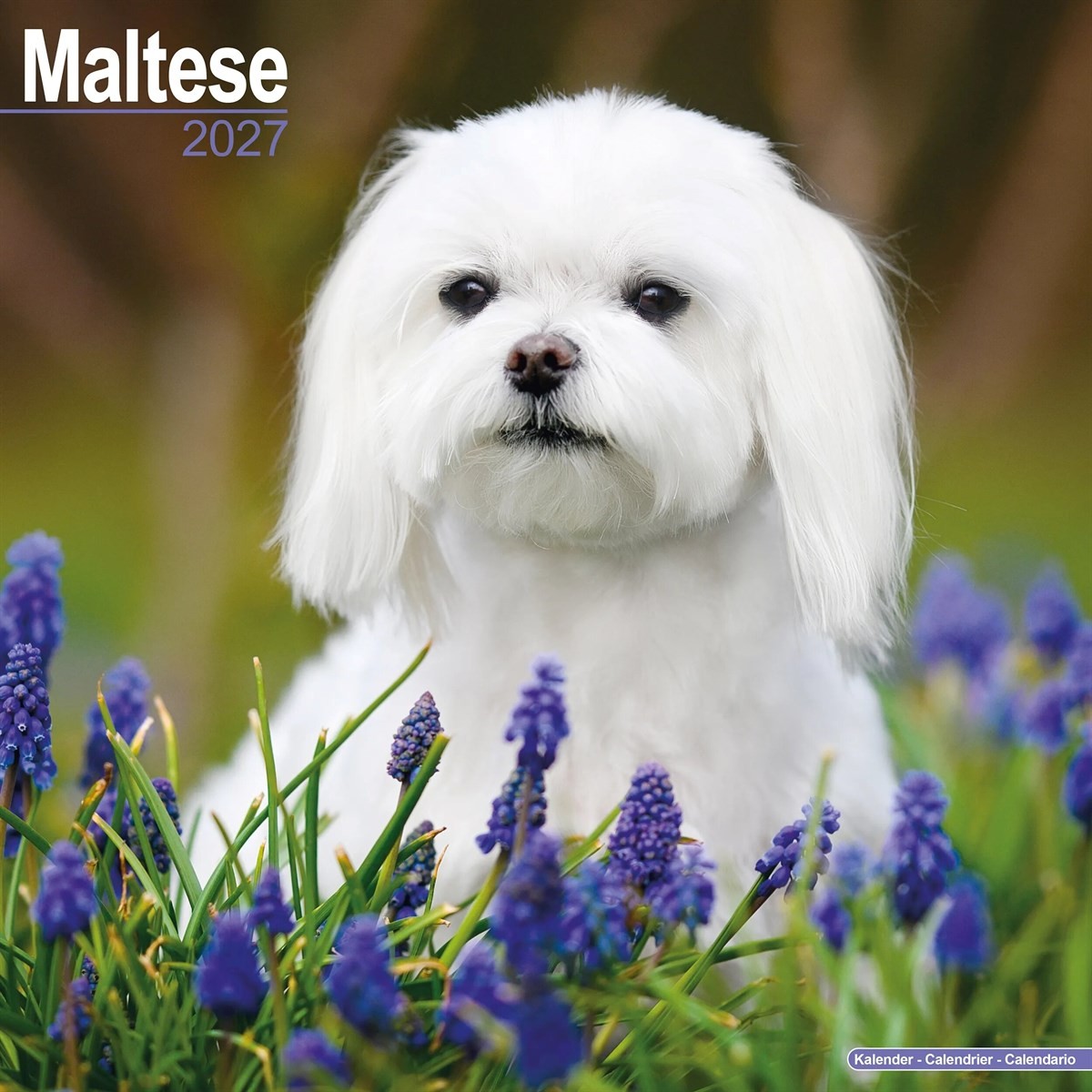 Maltese Avonside Publishing - Image 4