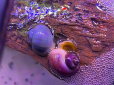 live mystery snails for sale... Buy 1 Get 1 Free