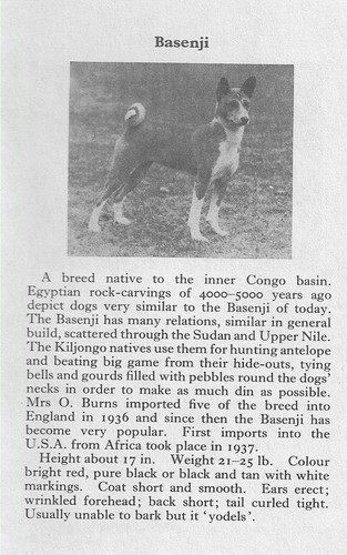 Basenji - 1970 Vintage Dog Art Photo Print - CUSTOM MATTED - GIFT