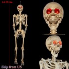 5 ft 5 in LED Eyes Poseable Human Size Skeleton Skull Halloween Decoration Prop