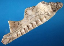 Very Fine Authentic 5 1/2 inch Florida Shell Tool with SCA COA Arrowheads