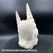 Gastropod FSR038 ✔100 % Original ✔ UK Verkäufer