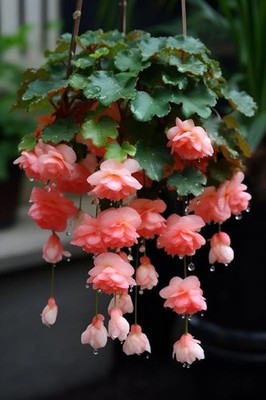 Weeping Begonia Flower Bulbs Orange | Pack of 2 | Easy Grow