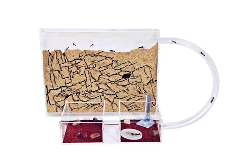 Sand Ant Farm Medium (Anthill, Formicarium, Educational, Ants)
