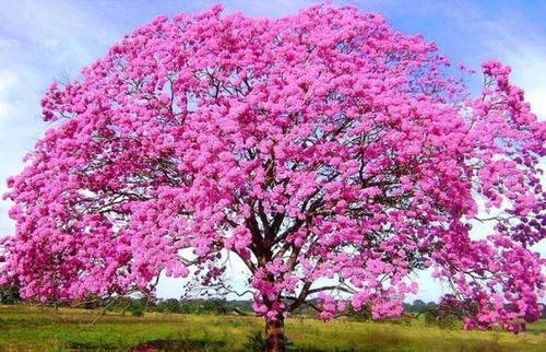 Handroanthus impetiginosus, albero a tromba rosa - 5 semi - Foto 7 di 8