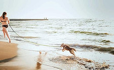 15Ft 20Ft 30Ft 40Ft 50Ft Long Dog/Puppy Lead Obedience Recall Training Dog Leash