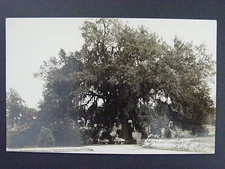 Evangeline Oak Tree St. Martinville LA B&W Real Photo Postcard RPPC c1930-50