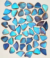 BLUE MORPHO DIDIUS BUTTERFLY WINGS CRAFT GRADE JEWELRY ART WORK LOT OF 50