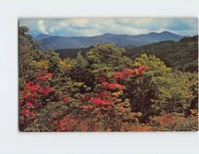 Postcard Azalea In Bloom Great Smoky Mountains National Park USA