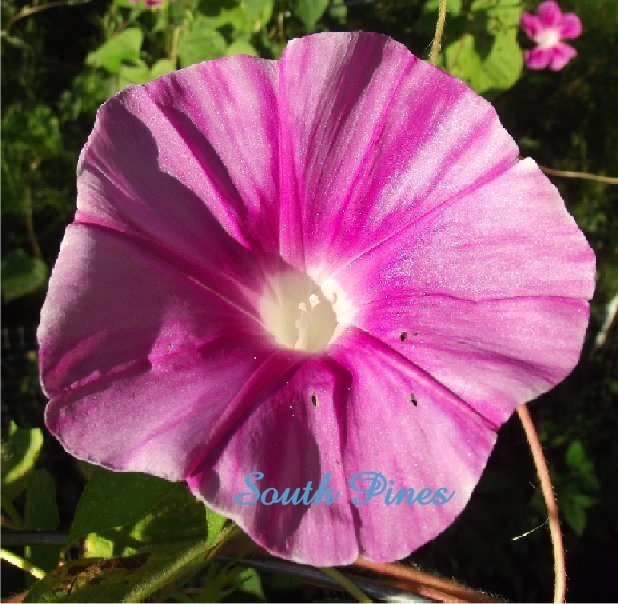 Pink Splash - Japanese Morning Glory - 6 Seeds - ipomoea Nil