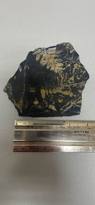 Fossilized Fern Leaf Imprint in Shale Formation   Rock Fossil