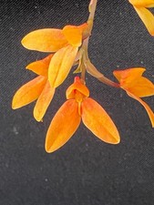 Disa Orchid ‘Riversdale’. UK National Collection holders