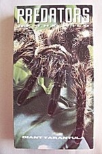 Predators Of The Wild: Giant Tarantula