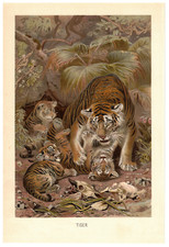 Tygrys Panthera tigris matka z chłopcami oryginalna litografia z 1893 roku