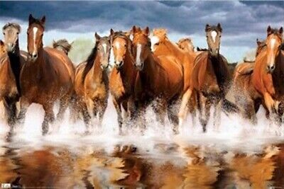 HERD OF HORSES RUNNING THROUGH WATER ~ 22X34 ANIMAL POSTER ~ NATURE/SCIENCE  | eBay