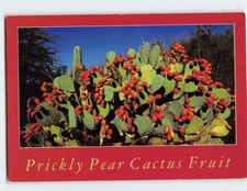 Postcard Prickly Pear Cacti and Fruit Opuntia Phaeacantha