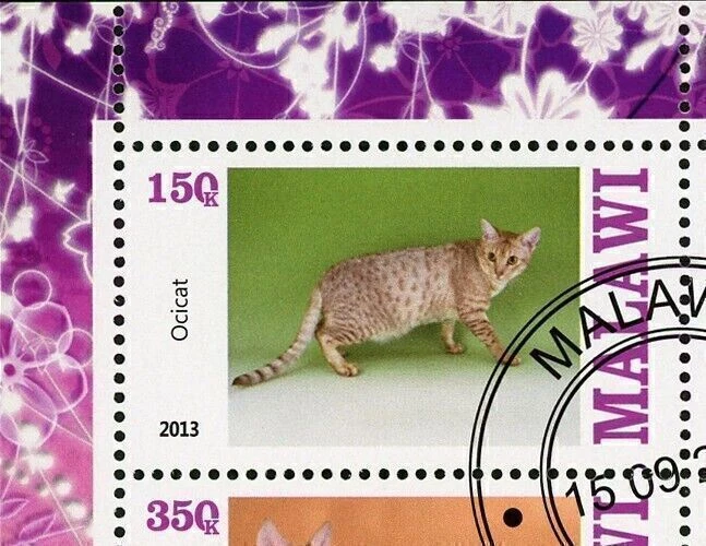 Malawi Cat Domestic Animal Ocicat Sphynx Souvenir Sheet of 4 Stamps - Image 2 of 4