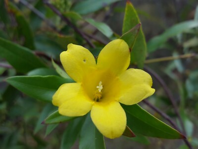 Yellow Jasmine | 25 Seeds | Jessamine | Gelsemium Sempervirens | Florida  Native | eBay
