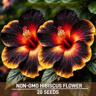 20 Multicolor Hibiscus Seeds Rare Non GMO Heirloom Flower for Garden Planting