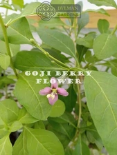 2 Goji Berry Plants - Lycium barbarum - Live Plants - Wolfberry - 4 to 6 inches