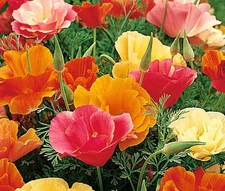 CALIFORNIA POPPY MISSION BELL Eschscholzia Californica - 5,000 Bulk Seeds