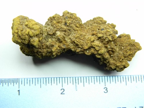 Coprolito de una tortuga antigua gigante fósil Madagascar 58,89 gramos - Imagen 5 de 5