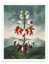 THE CHINESE LIMODORON Temple of Flora Botanical Art Print - Vintage Wall Decor