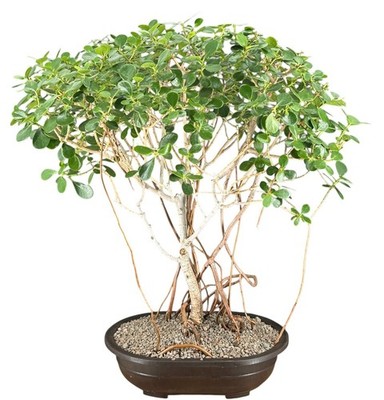 Flowering Tropical Dwarf Apple Bonsai Tree Banyan Style 26''H Clusia Rosea Nana