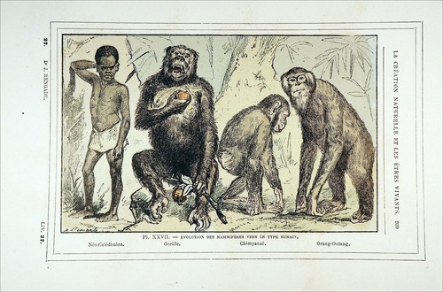 ZOOLOGIE - EVOLUTION der HOMINIDEN - Farbradierung aus dem 19. Jahrhundert - Bild 2 von 3
