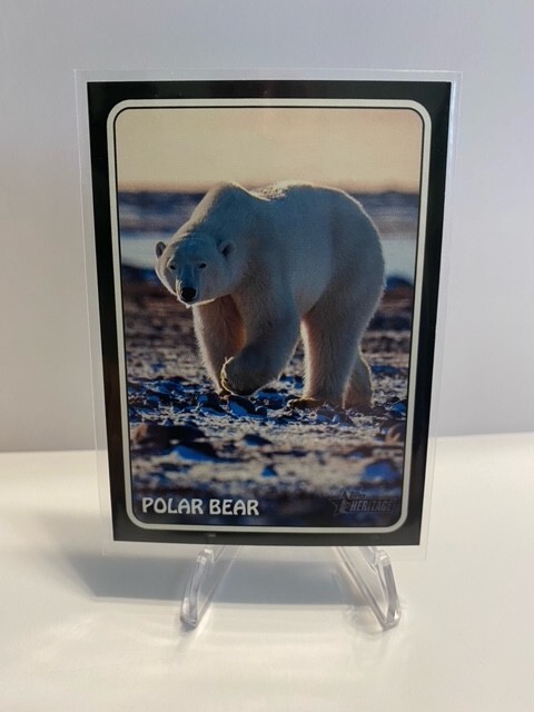 （exclusive）Polar Bear Sitting 26