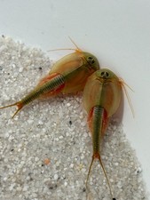 Triops Longicaudatus   ~200 Eier | Urzeitkreb...