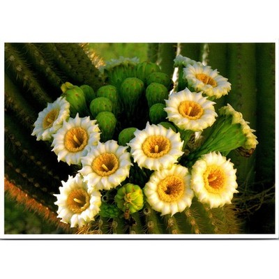 The Sonoran Desert Saguaro Cactus Vintage Postcard SPI21