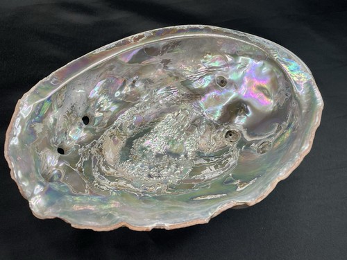 Große 8,25" natürliche Abalone Schale - Bild 8 von 19