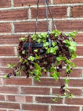 crassulace multicolour in a 12cm hanging pot -Exact plant shown into the picture