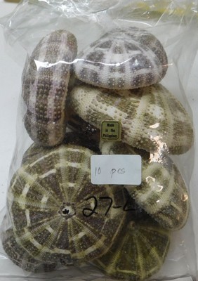 Alphonso Green Urchin Lot Of 10 Alphonso Urchins Natural Multi