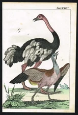 Ostrich & Rhea Schubert Antique Natural History Bird Print c.1880